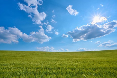 Green grain field under bright sun and cloudy sky, summer, Thüngen, Main Spessart district,