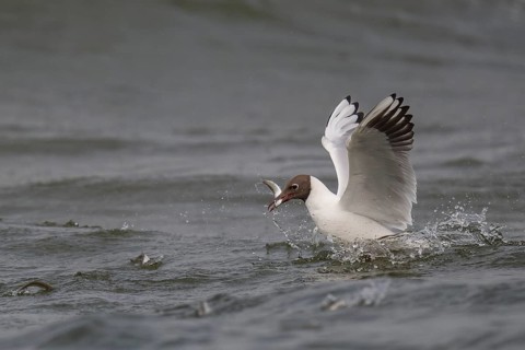 Black-headed gull (Chroicocephalus ridibundus) in summer plumage, swimming with a small fish in its