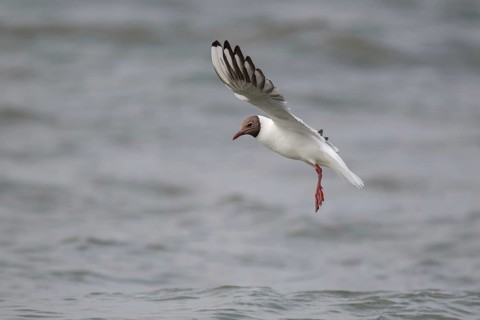 Black-headed gull (Chroicocephalus ridibundus) in summer plumage, in flight above the sea surface