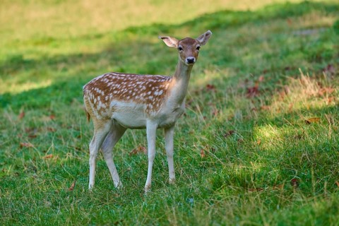 Fallow deer (Dama dama), female, with attentive frontal view on a grassy area, Germany, Europe