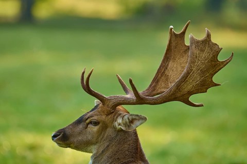 Fallow deer (Dama dama), with impressive antlers on a green meadow, Germany, Europe