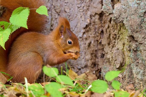 Eurasian squirrel (Sciurus vulgaris), sitting in the grass and nibbling on a nut, surrounded by