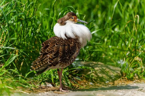 A bird with colourful plumage stands in a meadow in the sunlight, Ruff (Calidris pugnax, Syn.: