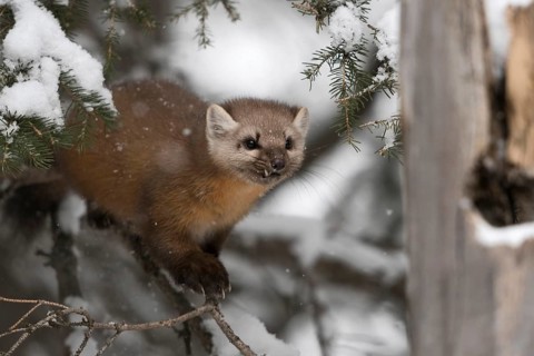 Fierce look... American pine marten (Martes americana) in winter during snowfall, in a coniferous