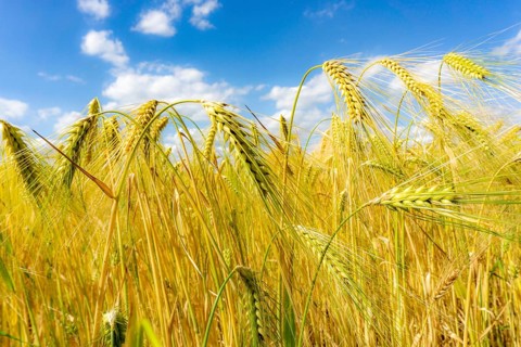 Grain field, in front of harvest, barley, near Bottrop-Kirchhellen, North Rhine-Westphalia,