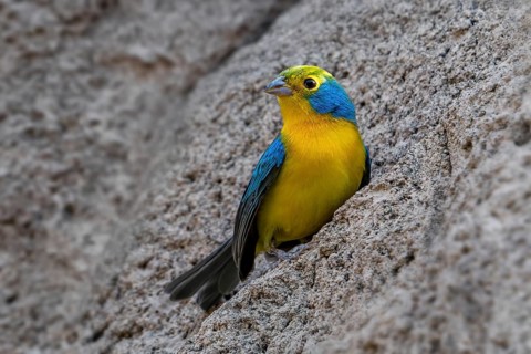 Orange-breasted bunting (Passerina leclancherii) adult male, tropical passerine endemic to Mexico