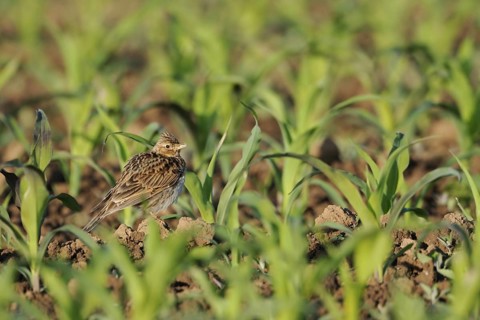 In young maize... Skylark (Alauda arvensis), well-known native songbird, typical character bird of