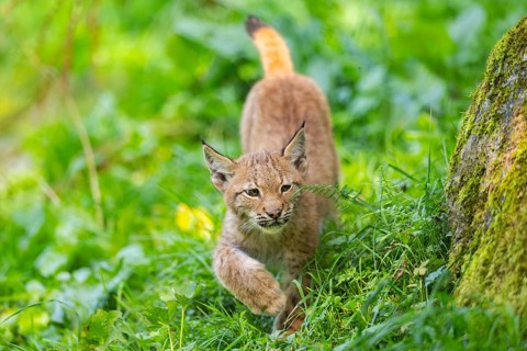 Eurasian lynx (Lynx lynx) youngster on a meadow, Bavaria, Germany, Europe