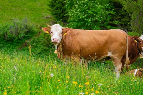 Brown cow on a flowering meadow in a natural landscape, Alpe di Siusi, South Tyrol, Dolomites,