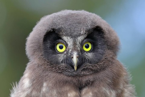 Great Horned Owl (Aegolius funereus), young bird, animal portrait, North Rhine-Westphalia, Germany,