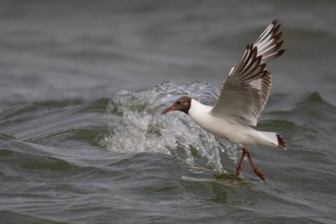 Black-headed gull (Chroicocephalus ridibundus) in summer plumage, flying above the sea surface,
