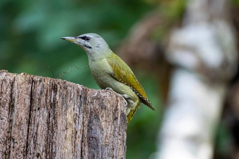 Grey-headed Woodpecker (Picus canus) wbl Germany