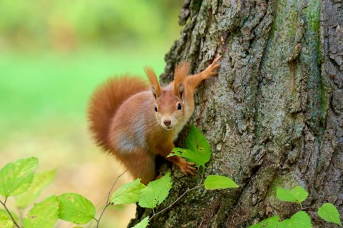 Eurasian squirrel (Sciurus vulgaris), climbing on a tree trunk, surrounded by green leaves,