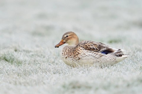 Beautifully marked... Mallard (Anas platyrhynchos), best known and almost everywhere common wild