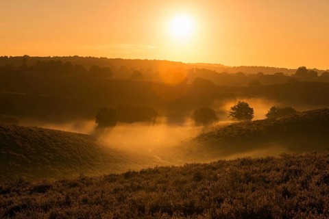 Sunrise over the heath... Veluwe Netherlands, early morning fog rises from the blooming heath,