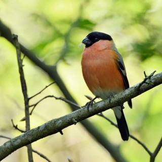 Bullfinch, bullfinch (Pyrrhula pyrrhula), male adult bird in spring in the most beautiful breeding
