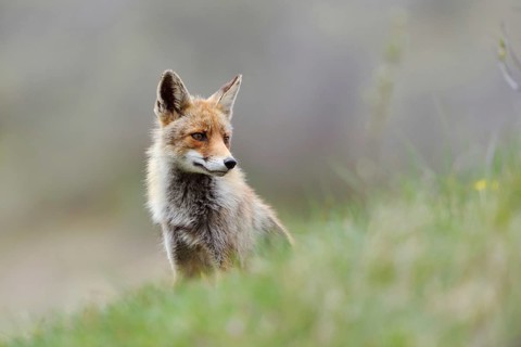 Undecided... Red fox (Vulpes vulpes) sitting on a slope in the grass, looking around indecisively,