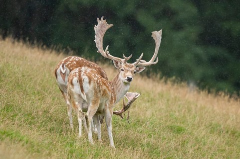 European fallow deer (Dama dama) stags on a meadow, tirol, Kitzbühel, Wildpark Aurach, Austria,
