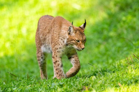Eurasian lynx (Lynx lynx) on a meadow, Austria, Europe