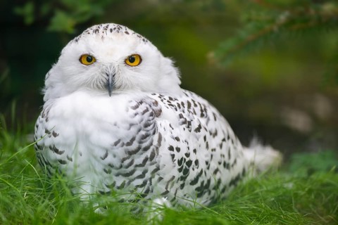 Snowy owl (Bubo scandiacus) sitting on the ground, Bavaria, Germany, Europe