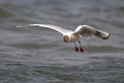 Black-headed gull (Chroicocephalus ridibundus) in summer plumage, flying above the water surface,