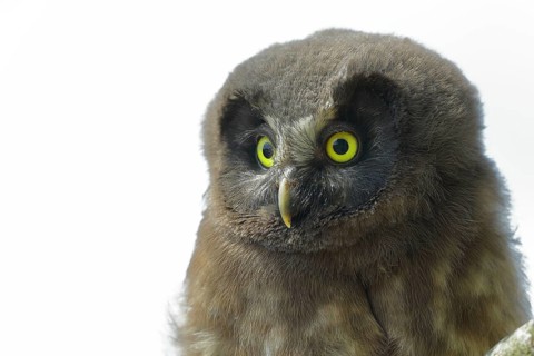Great Horned Owl (Aegolius funereus), young bird, animal portrait, North Rhine-Westphalia, Germany,