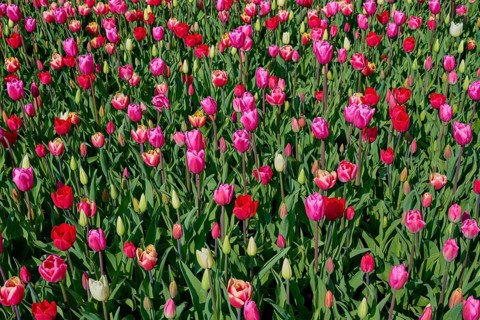 Field full of pink and red tulips in a dense sea of flowers, Keukenhof, Lisse, province of South
