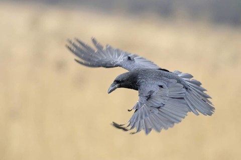 Fanned wings... Raven (Corvus corax), our largest raven species in flight in front of a dissolved