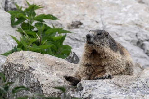 Marmot (Marmota marmota), Monte Baldo, Italy, Europe