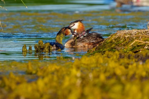 Great Crested Grebe, (Podiceps Scalloped ribbonfish), with chicks, wildlife, Germany, Europe