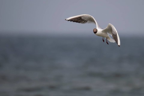 Black-headed gull (Chroicocephalus ridibundus) in summer plumage, flying above the sea surface,