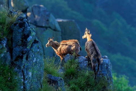Two chamois observing the surroundings from a rocky vantage point, chamois, chamois, (Rupicapra