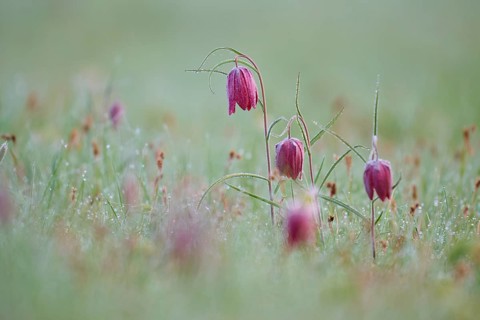 Snake's Head Fritillary or lapwing (Fritillaria meleagris), with dew on a damp meadow, soft and