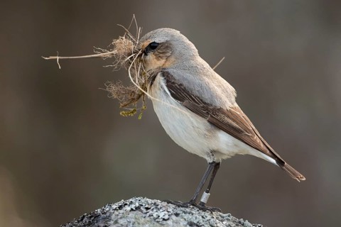 With nesting material in its beak... Wheatear (Oenanthe oenanthe), ringed bird, female prepares