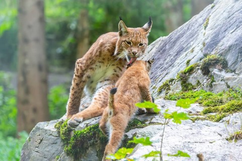 Eurasian lynx (Lynx lynx) mother with her youngster, Austria, Europe