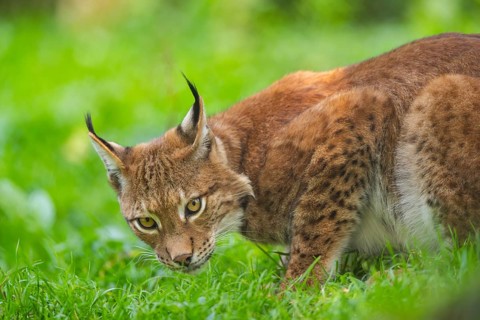 Eurasian lynx (Lynx lynx) on a meadow, Austria, Europe