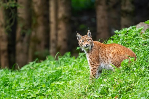 Eurasian lynx (Lynx lynx) on a meadow, Austria, Europe