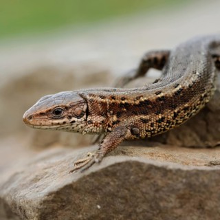 After hibernation... Wood lizard (Zootoca vivipara) sitting on a stone, on rocks, warming up in the