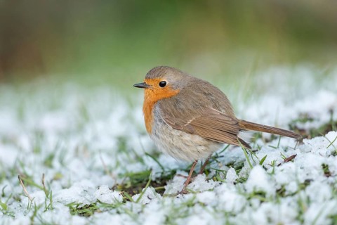 Sudden onset of winter... Robin (Erithacus rubecula) sits, perches with thickly fluffed up plumage