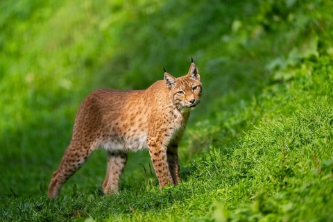 Eurasian lynx (Lynx lynx) on a meadow, Austria, Europe