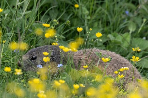 Marmot (Marmota marmota), Monte Baldo, Italy, Europe