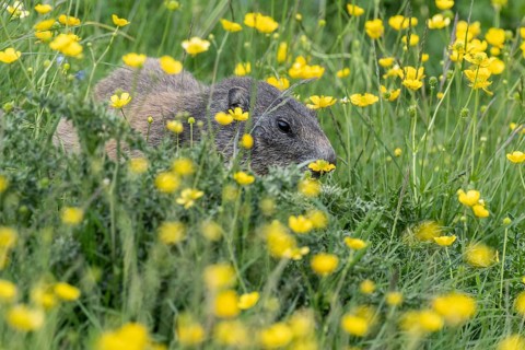 Marmot (Marmota marmota), Monte Baldo, Veneto, Italy, Europe