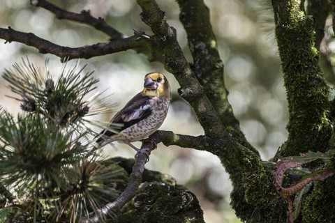 Hawfinch (Coccothraustes coccothraustes), juvenile, Emsland, Lower Saxony, Germany, Europe