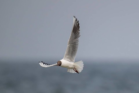 Black-headed gull (Chroicocephalus ridibundus) in summer plumage, flying above the sea surface,