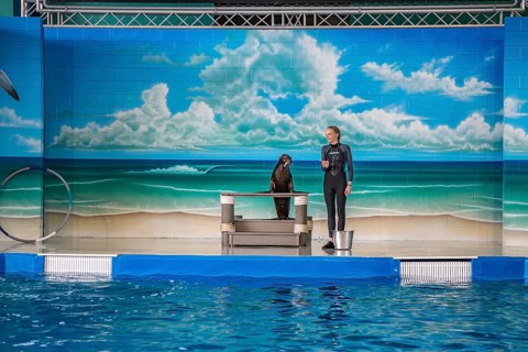 Trainer working with sea lion during show at Ocean Adventures Marine Park in Gulfport, Mississippi