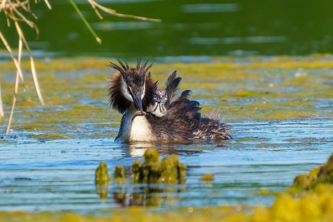 Great Crested Grebe with chick on back swimming in water looking down, Great Crested Grebe,