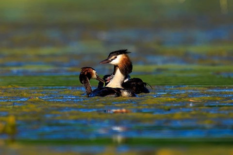 Great crested grebes interacting gently in the water, a scene full of family feeling and