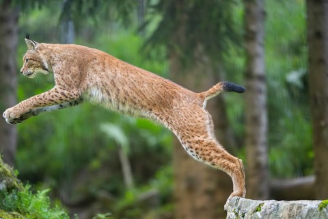 Eurasian lynx (Lynx lynx) jumping from a rock, Austria, Europe