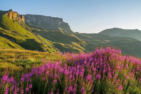 Fireweed (Chamaenerion angustifolium) blooming at sunrise in the Mountains at Hochalpenstraße, view