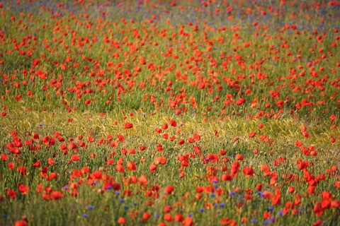Picturesque beautiful poppies, June, Germany, Europe
